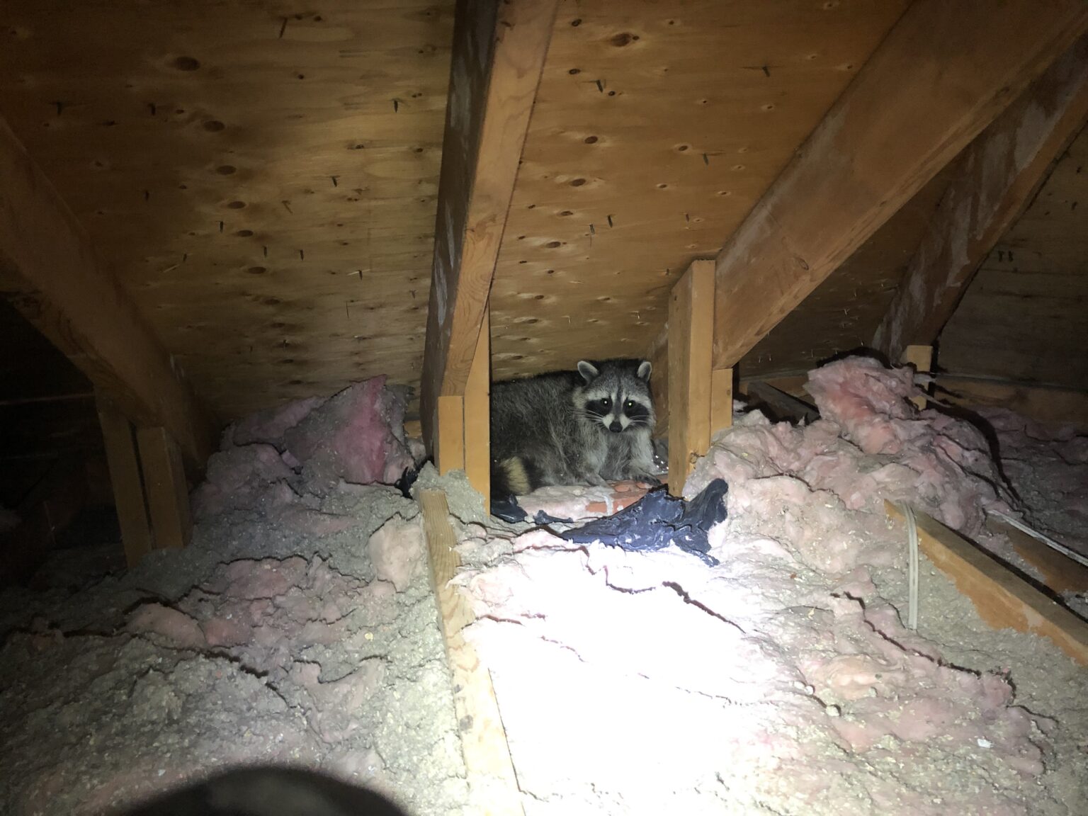 Durham Raccoon Removal Dealing With Raccoon Urine and Feces