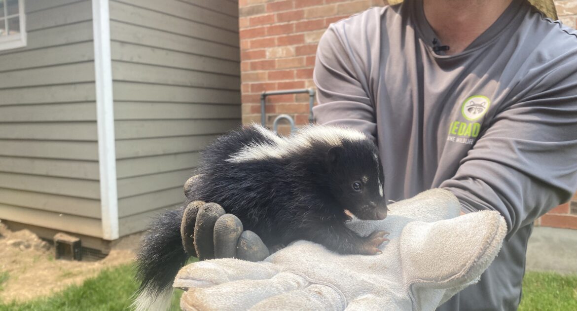 Skunk Removal