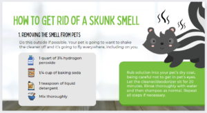 Effective Tips to Get Rid of Skunks and Neutralize Smell if Sprayed