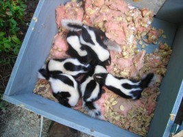 Skunk babies