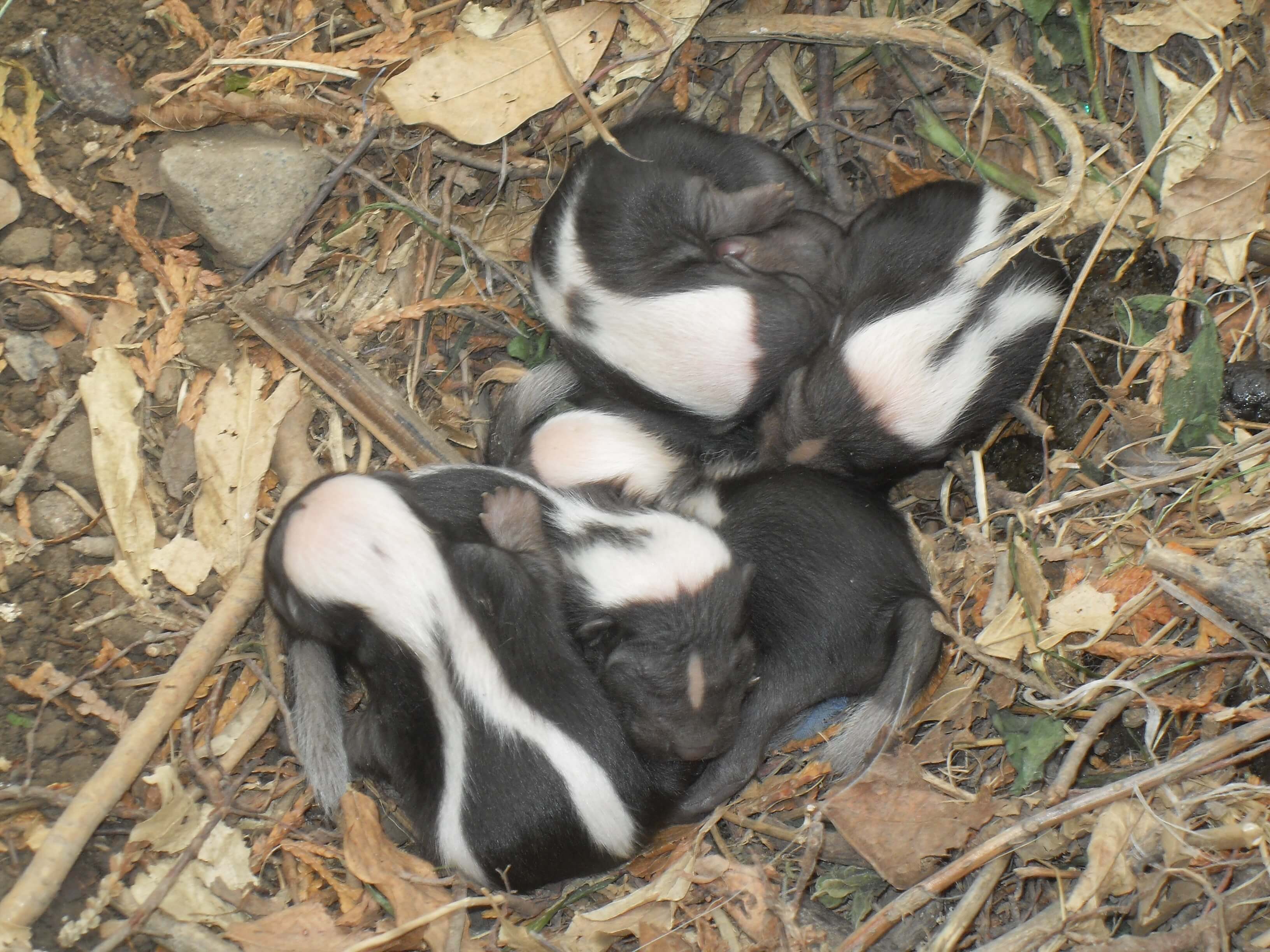 when do skunks have babies in texas