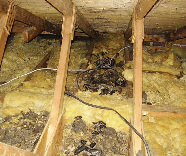 raccoon-feces