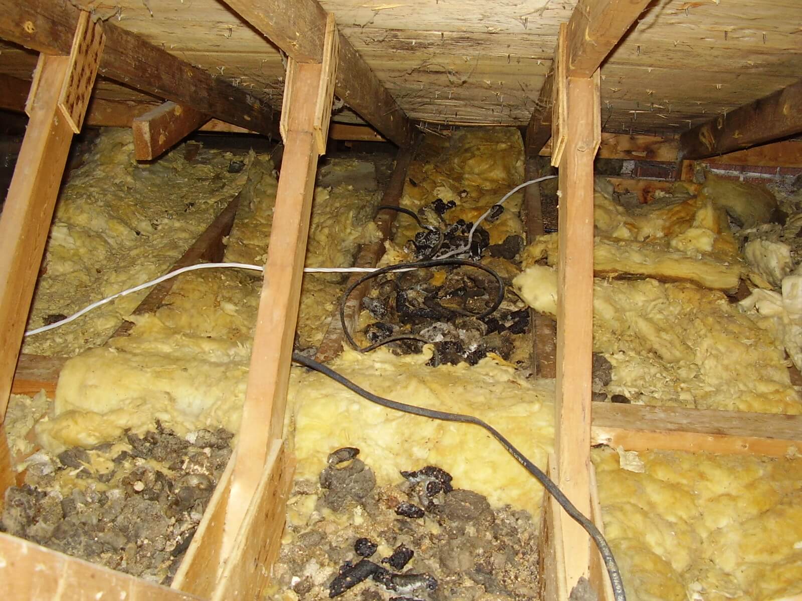 The Dangers Of Raccoon Urine And Feces Skedaddle