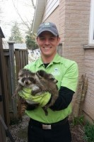 Technician holding a group of raccoons