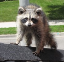 Raccoon