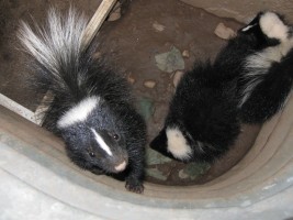 skunks