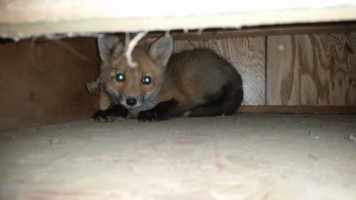 fox under deck_wildlife removal