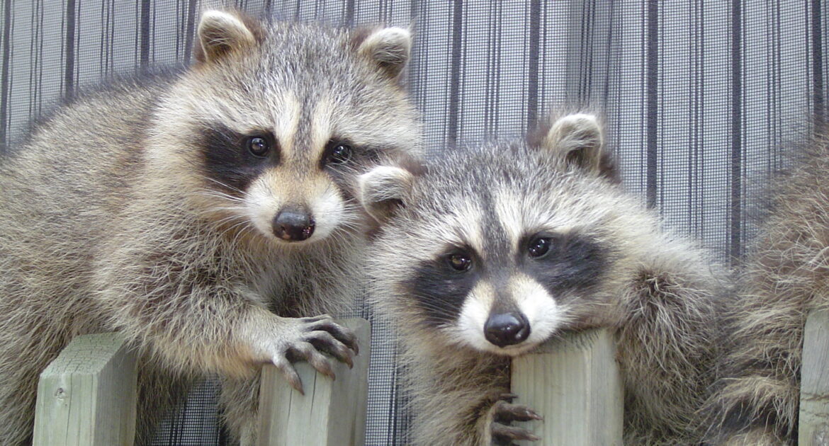 Groundhog Removal