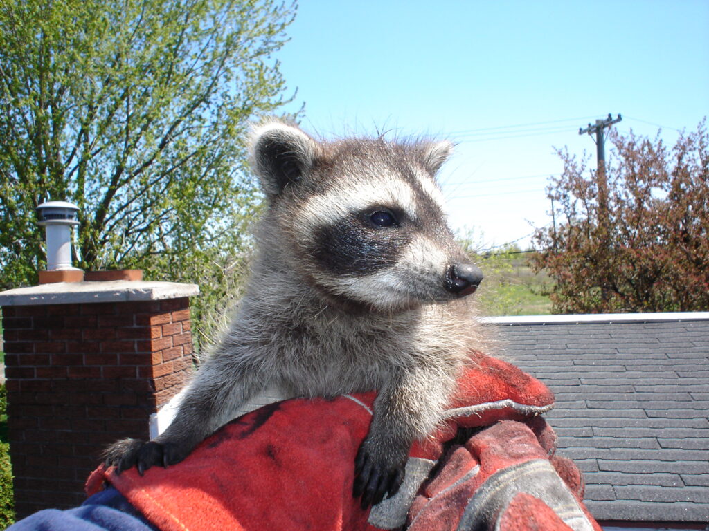 Raccoon Removal