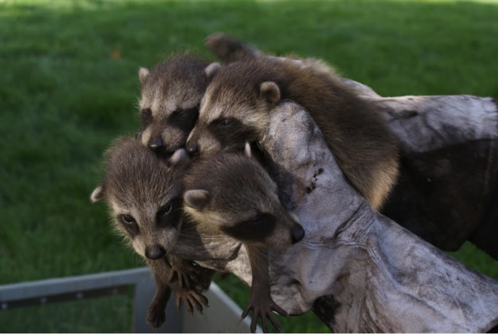 baby raccoons