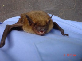 bat_bat removal