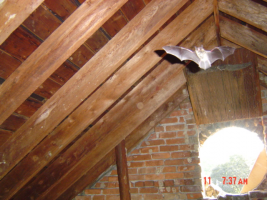 bat in attic_bat removal