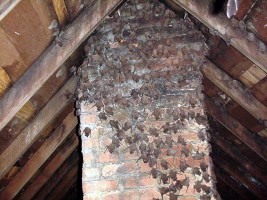 bats in attic_bat removal