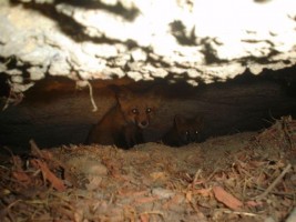 fox under a porch_wildlife removal