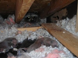 Mom raccoon with babies