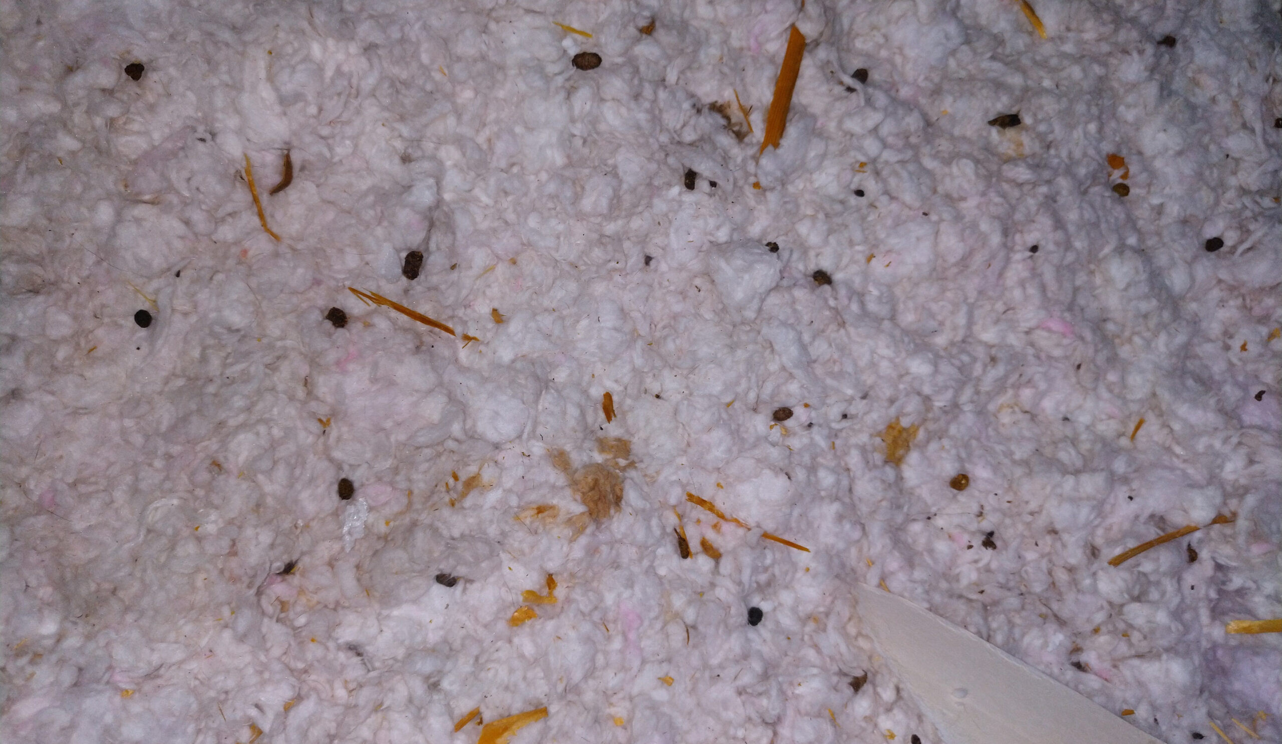 Signs You Have Squirrels in Your House