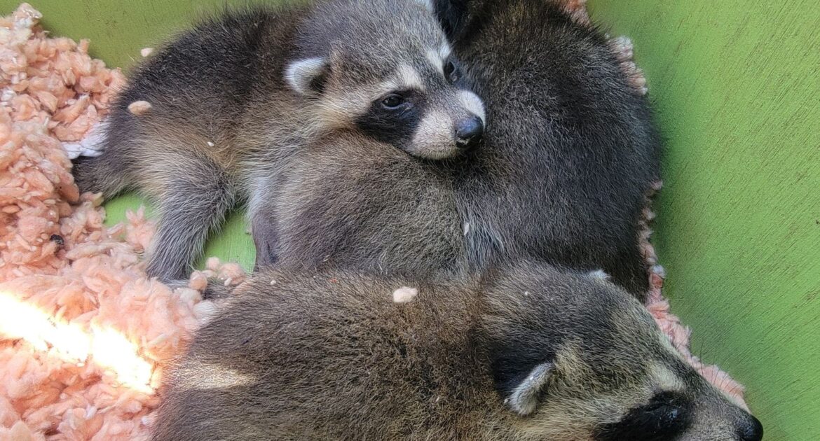 Zoonotic Diseases in North America - Keeping Your Home Wildlife-Free!