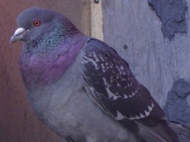 pigeon 1