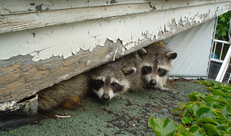 Raccoon Removal