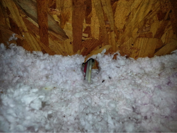 Mice used holes cut for electrical and plumbing lines to travel inside the house.