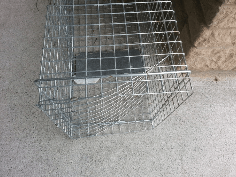 Raccoon trap 