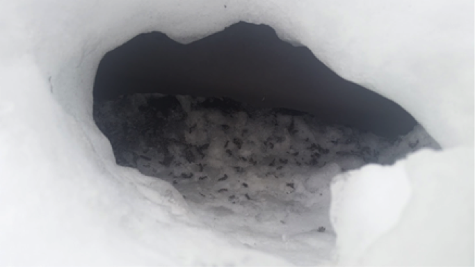 Small pieces of chewed up roof vent hidden under the snow