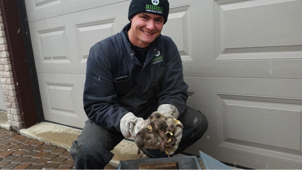 This litter of baby raccoons removed from an attic will be reunited with their mother