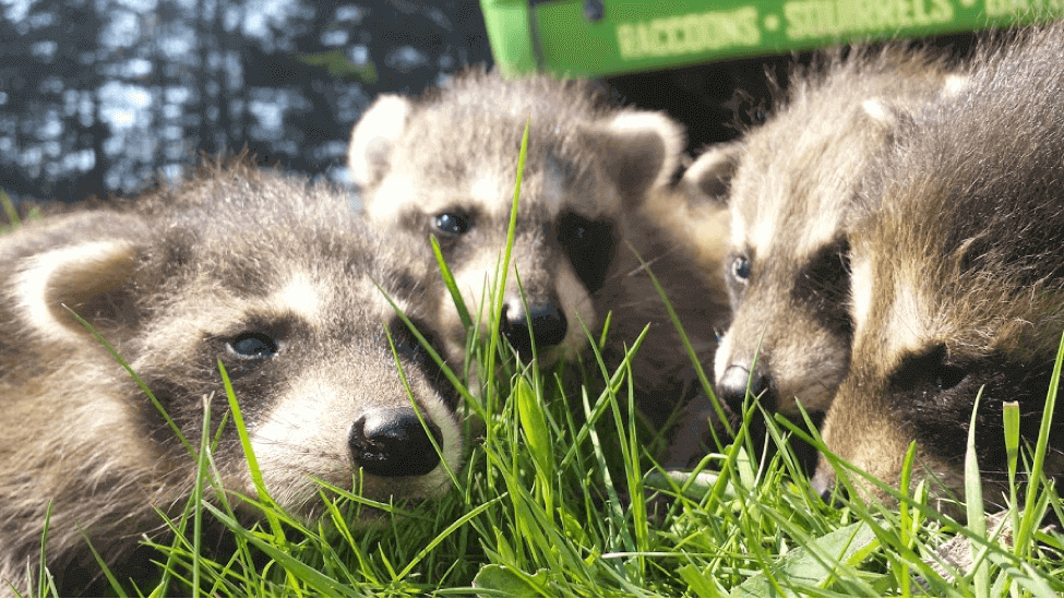 What the spring season means for urban wildlife in Ottawa