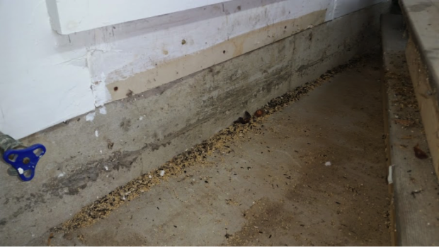 When the step was pulled back we found lots of birdseed that had been stolen by mice.