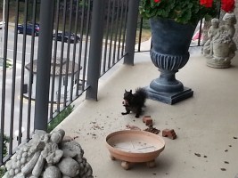 Squirrel babies on a balcony in Burlington