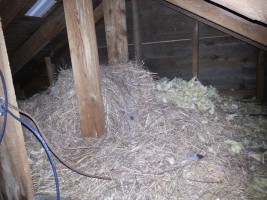 An accumulation of nesting material due to starlings nesting in a roof vent above.