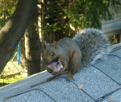 Mom and baby squirrell