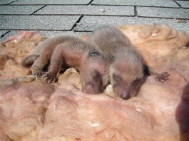 Raccoon babies