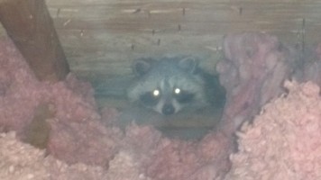Mother Raccoon 