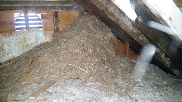 Starling nests in buildings are potential fire hazards. They also block airflow from the vent above, which is important for a well ventilated attic. Starling nests may also have mites.