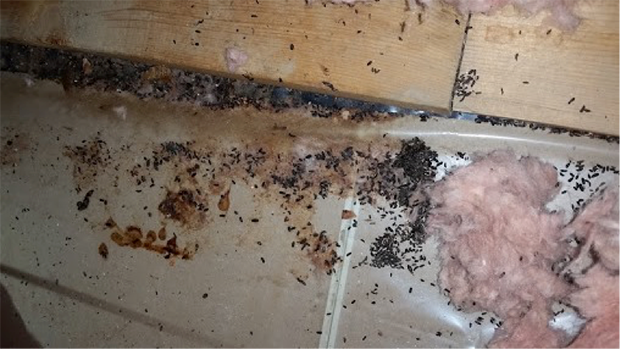 Mouse droppings in attic insulation 