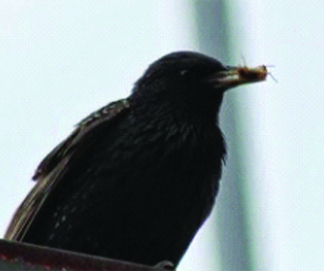 Starling Mating