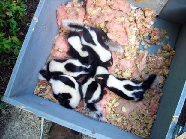 After a humane removal, baby skunks are placed in a heated baby reunion box so that their mother can come and relocate them to another den site.