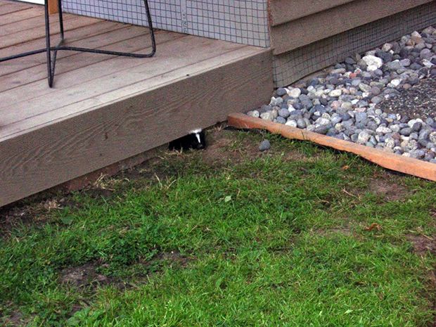 Skunks are excellent diggers and like to make their homes under sheds, decks or other structures on properties. A skunk living on your property from April to September should be assumed to be a mother.