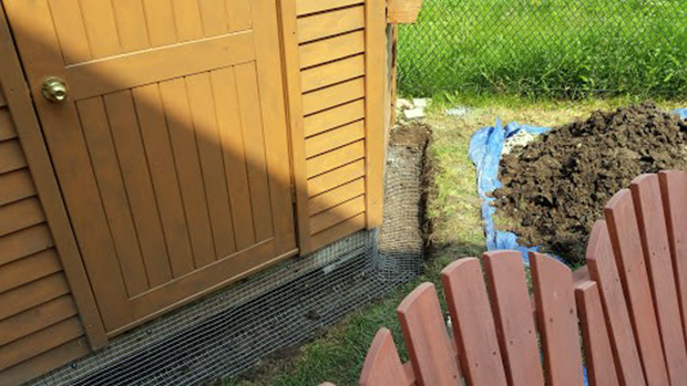 Skedaddle Humane Wildlife Control removes the foxes and then digs a trench and uses 16 gage galvanized steel to screen the area the foxes have made a den in, to prevent further access