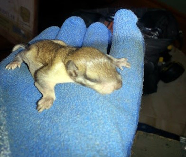 baby flying squirrel 