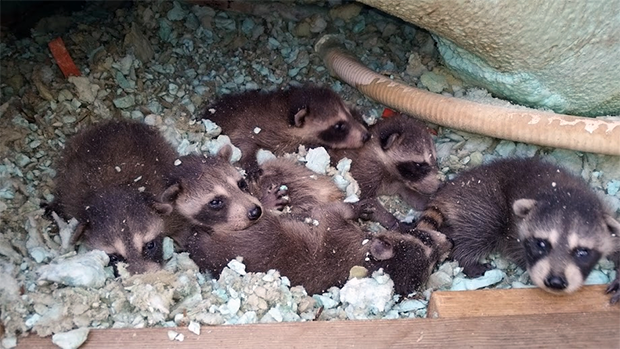 A homeowner in Mississauga was in for quite a surprise when seven baby raccoons were born under their hot tub, after the mother tore through rotted wood to gain access.