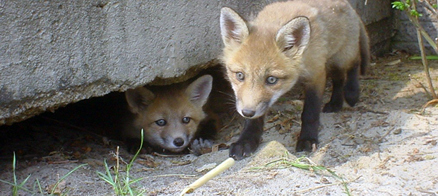 Foxes will burrow under structures like sheds or decks to make a suitable home for their young. The only way to prevent this is to have the structure screened off. 