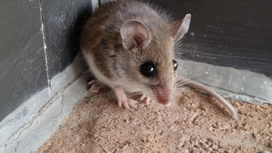 Mice Removal in Montreal