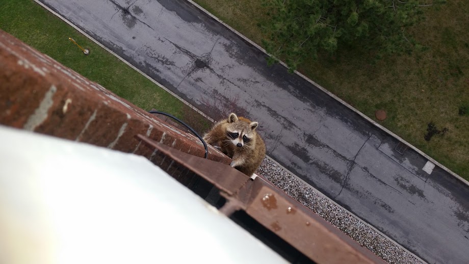 raccoon2