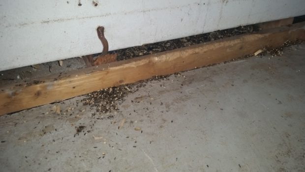 Mouse droppings and bird seed scattered on a garage floor.