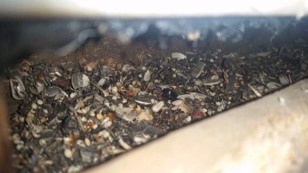 A closer look. Bird seed behind a wall inside a garage.