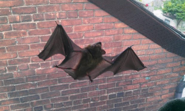 A bat hanging from a window screen inside a home