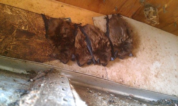 Bats huddled together inside a soffit