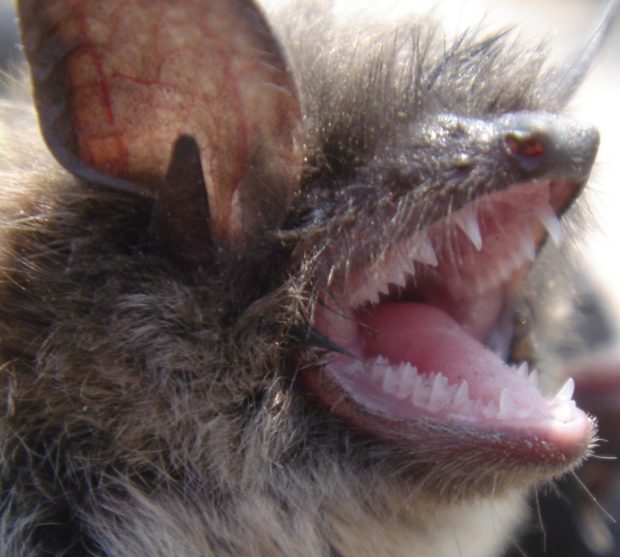 Bats have very sharp teeth that can make bites difficult to detect